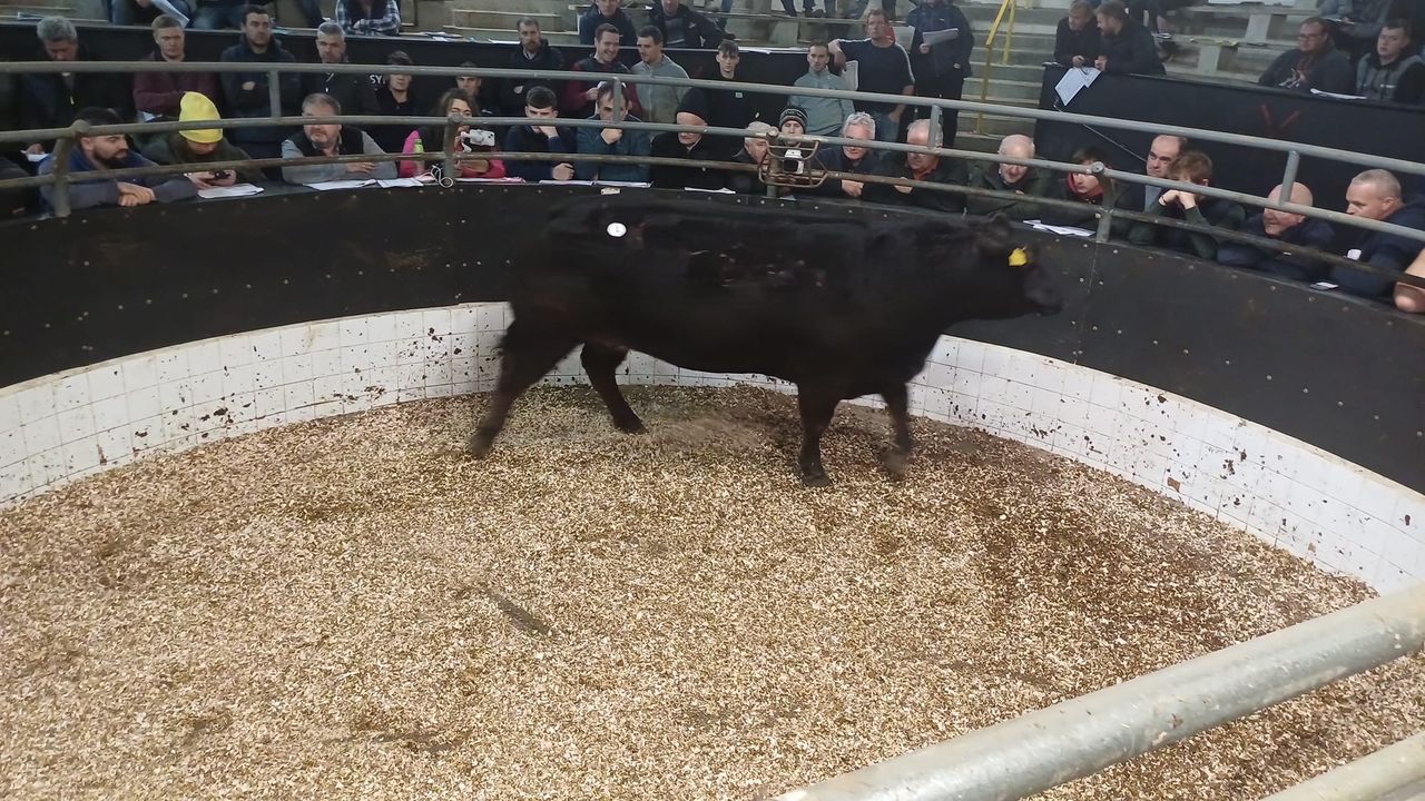 Commercial in-calf heifer makes €9,100 at retirement sale in Elphin
