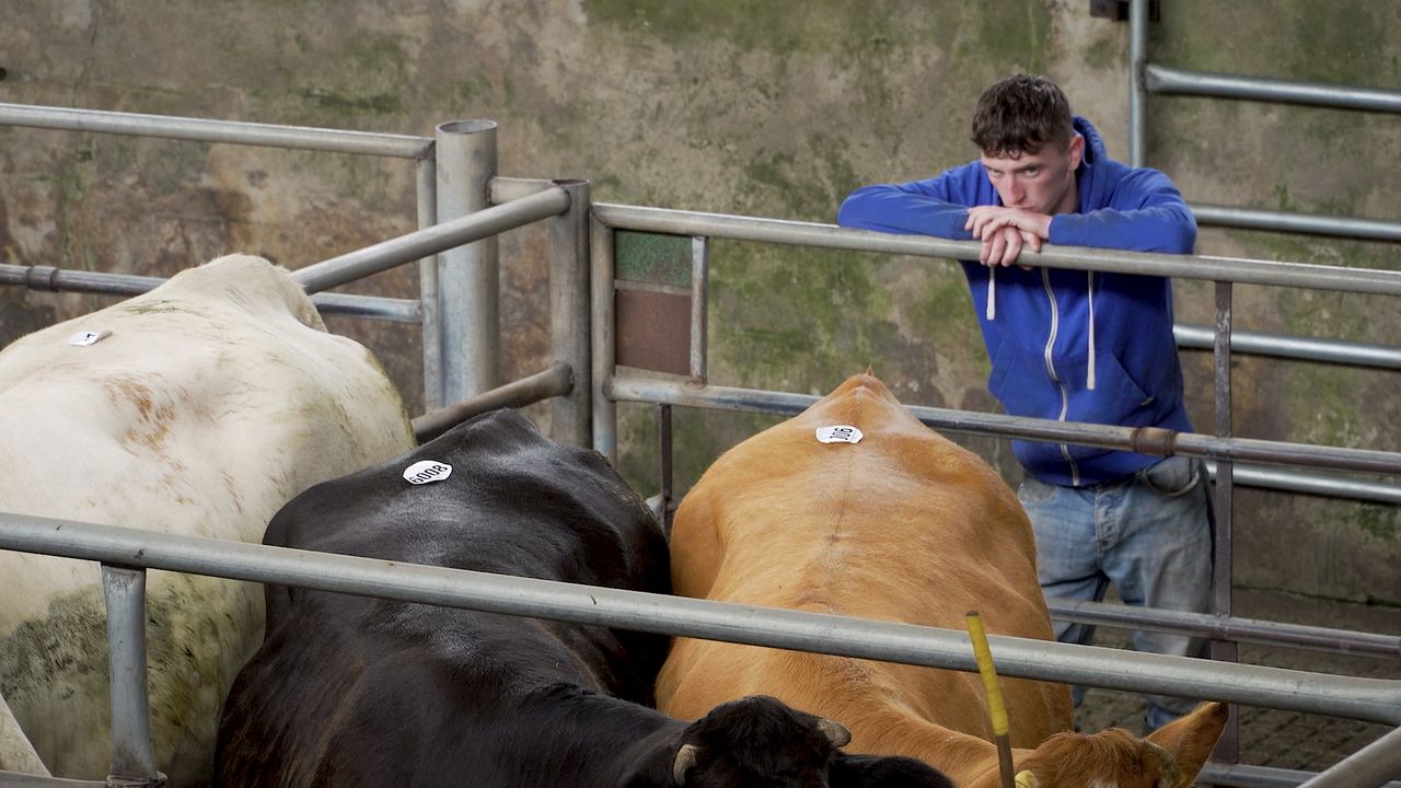 Average entitlement value set to drop further - here's what it means for young farmers