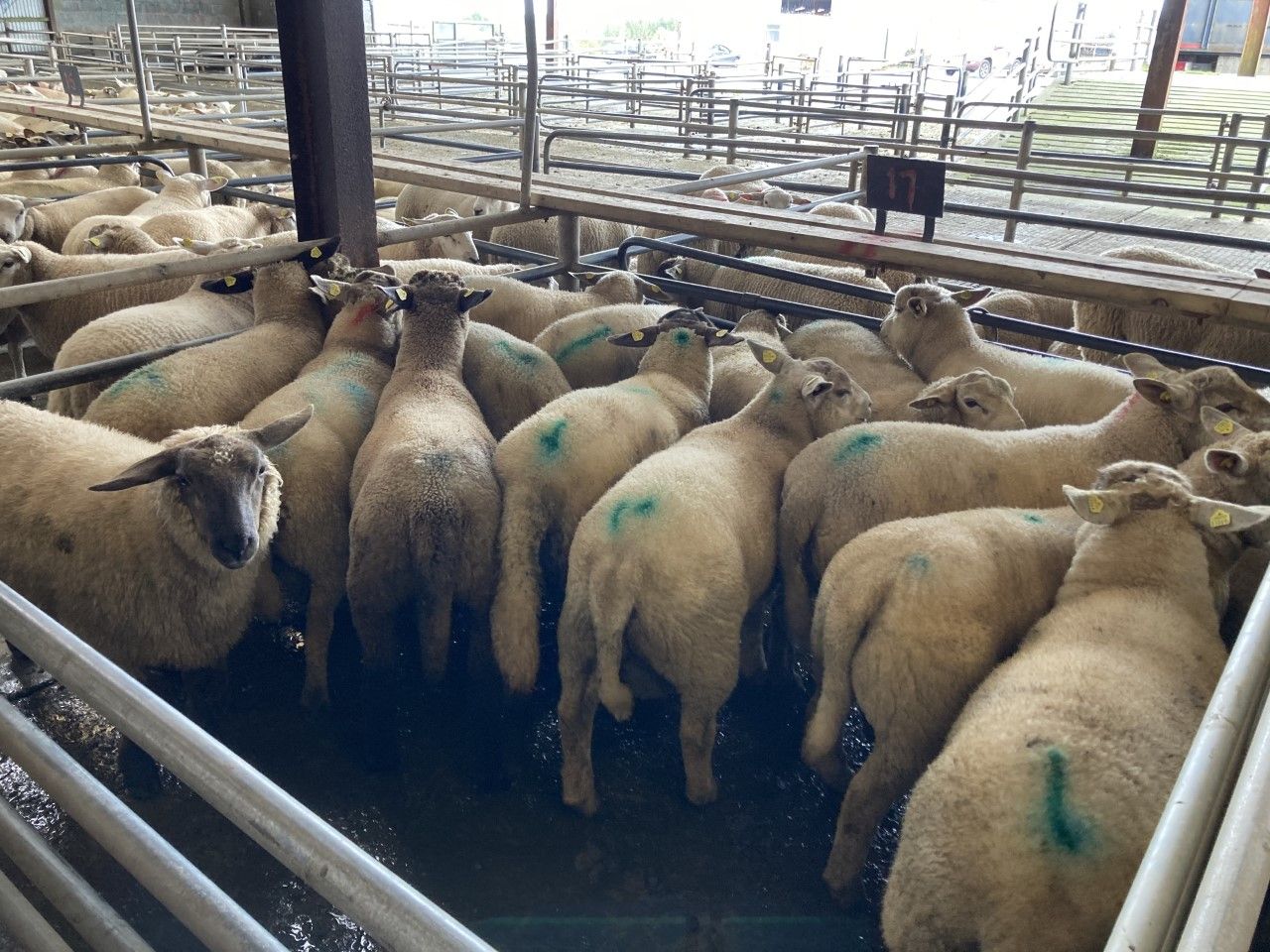Sheep trade: Lamb prices come under further pressure
