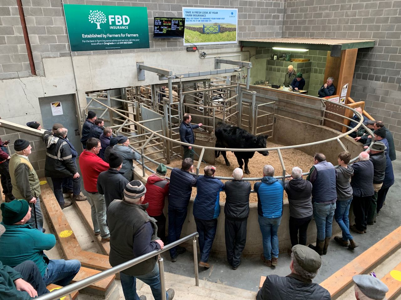 Mart report: General cattle sale at Ardee Mart