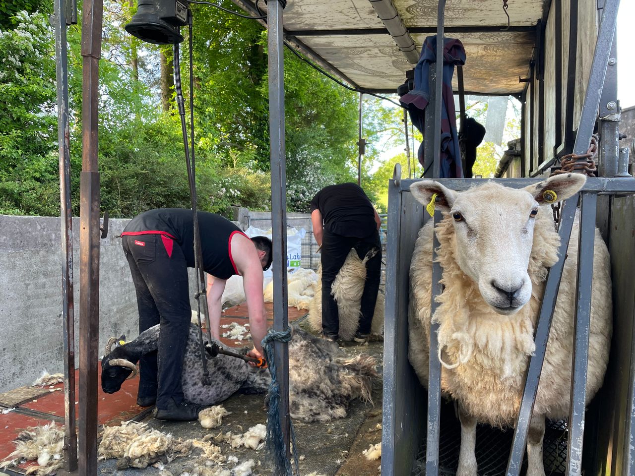Time to get lowland flocks sheared as Blowfly strikes