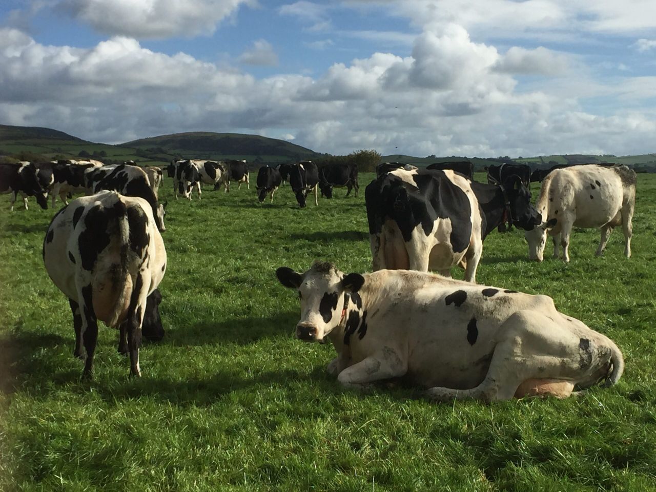 Overseas workers targeted to solve dairy labour shortage