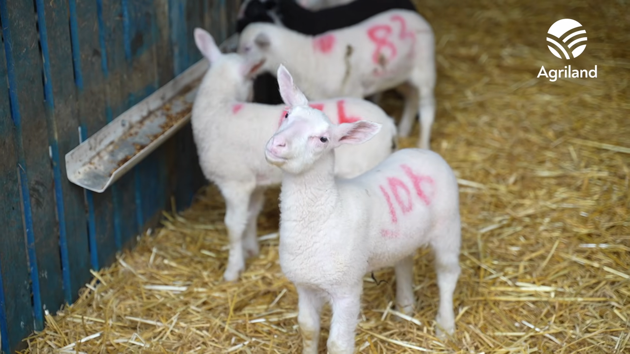 Sheep milk farming in the hills of Wicklow