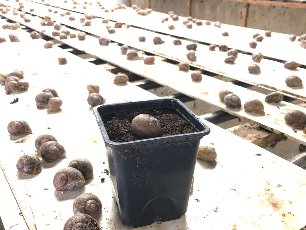 Laying pots where the snails lay eggs