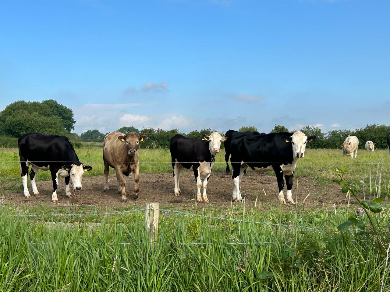 Cattle rearing farm income slumped by 13% in 2022 - survey
