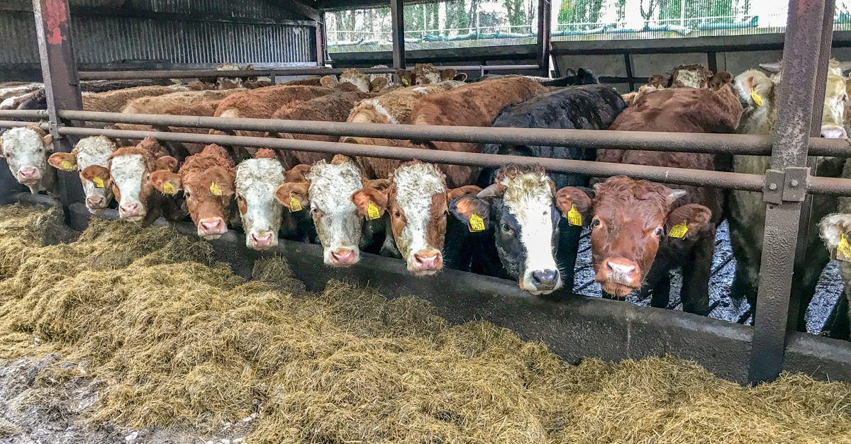 Beef trade: Prices push on, with processors succumbing to demands