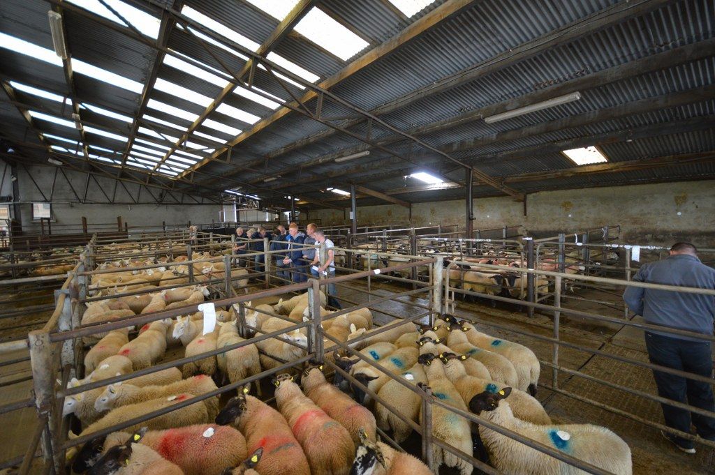 Sheep marts: Factory price cuts affecting trade, but hoggets in high demand