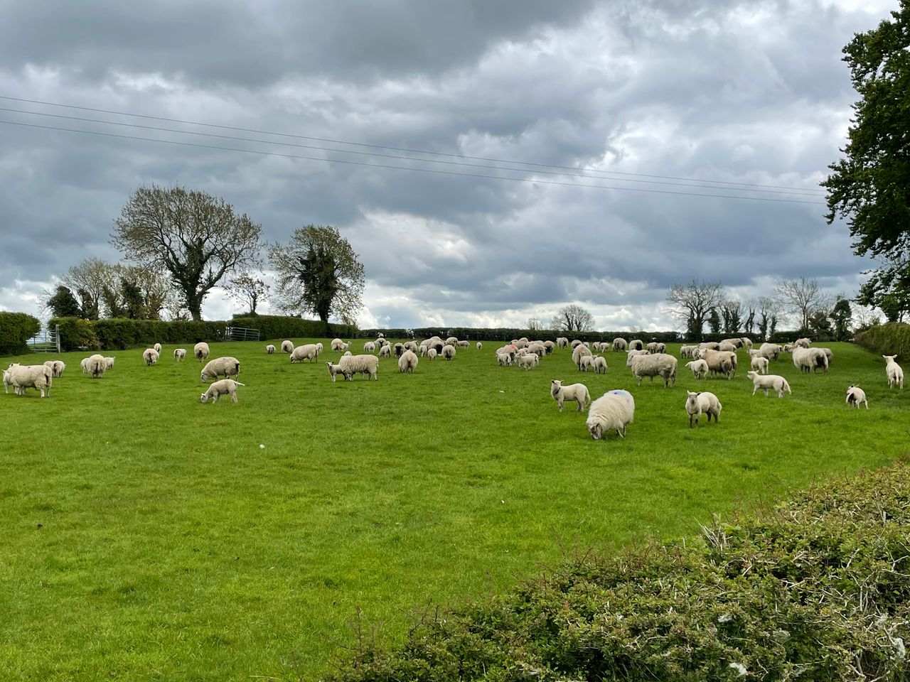 Further €500,000 BAR funding for organic sector