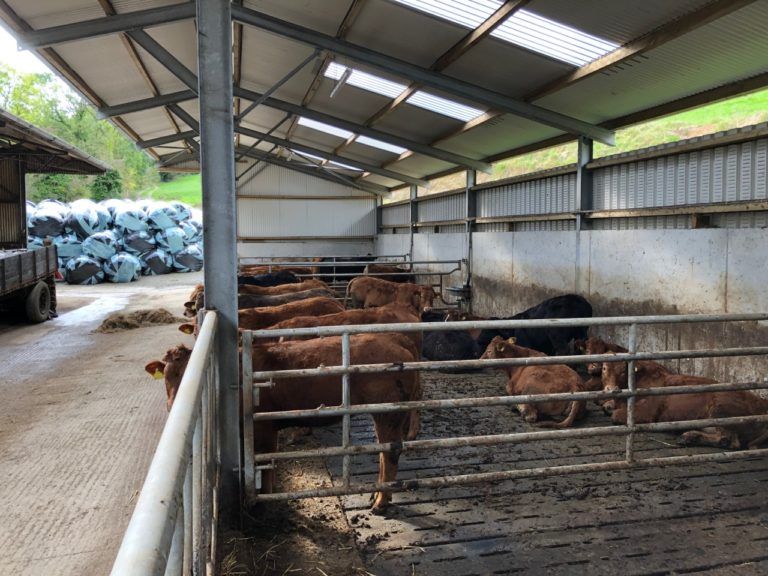 Signs of poor ventilation in sheds: What should I be keeping an eye out for?