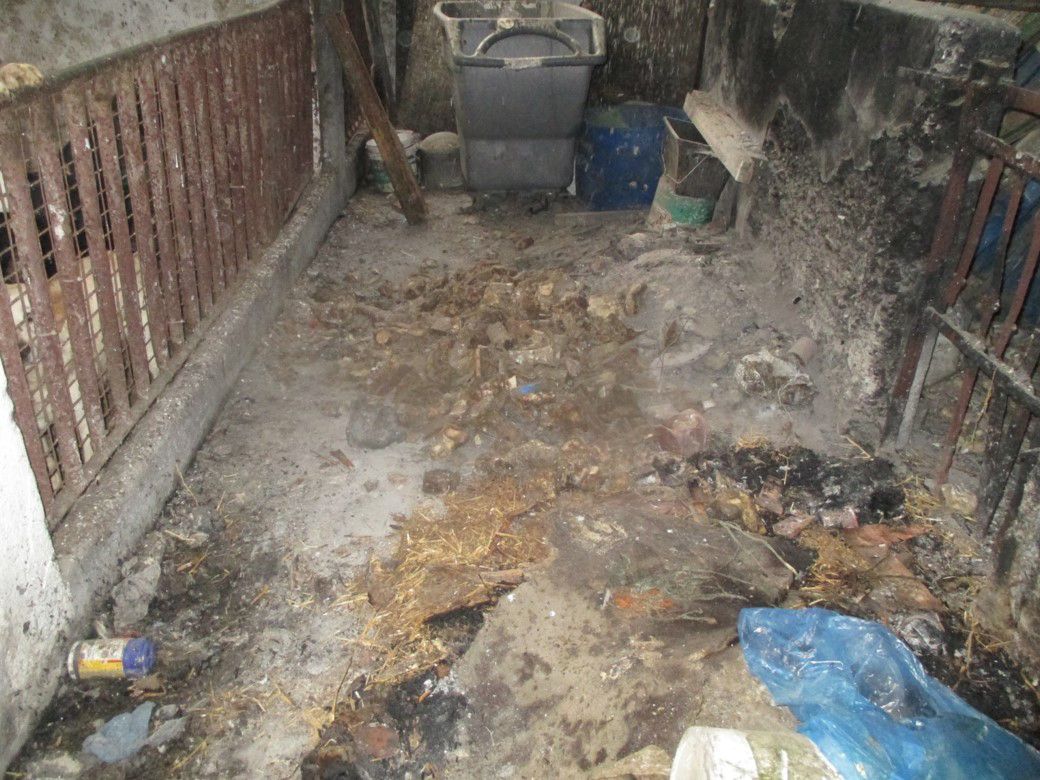 Offaly farmer jailed and disqualified from keeping animals for life