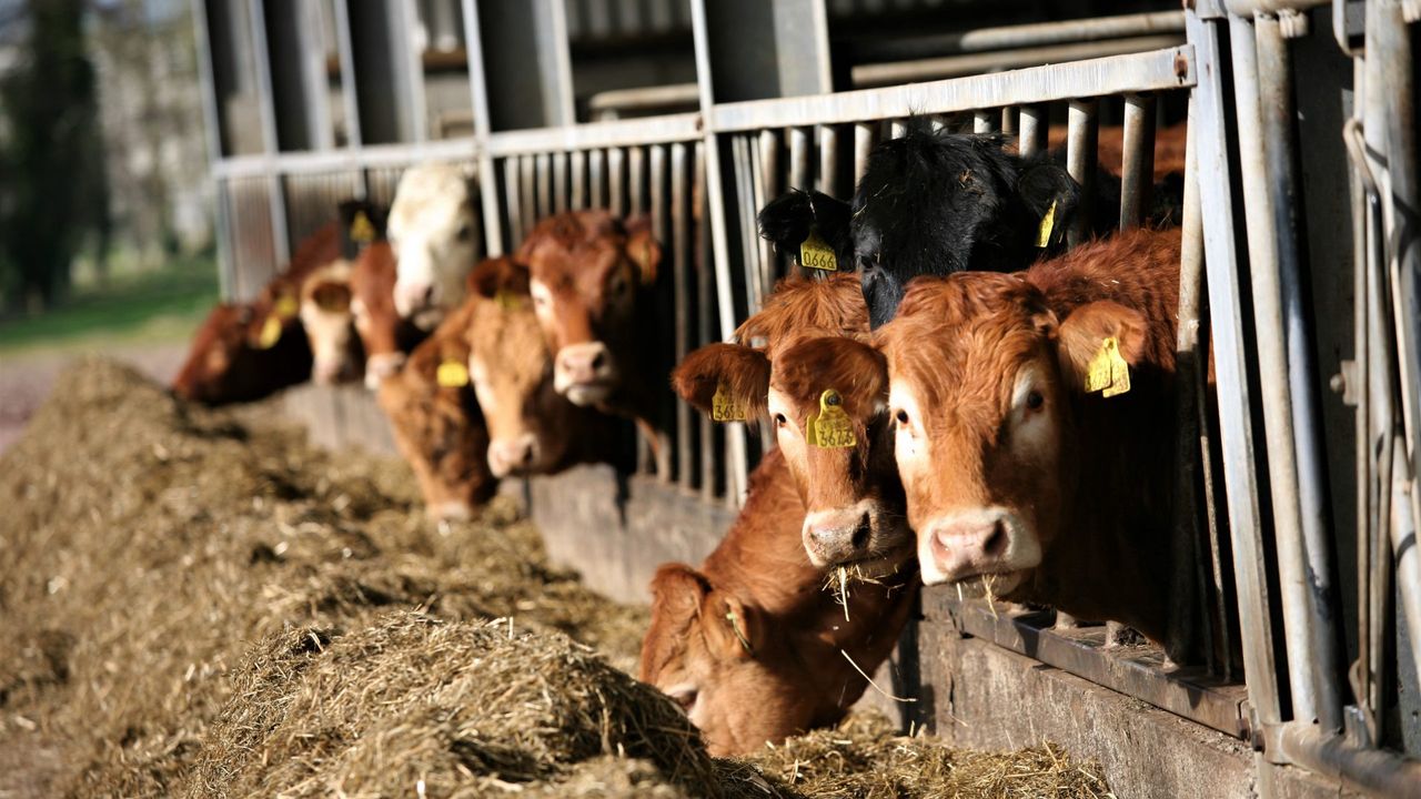 Irish Grass Fed Beef PGI 'must add additional value' to Irish beef