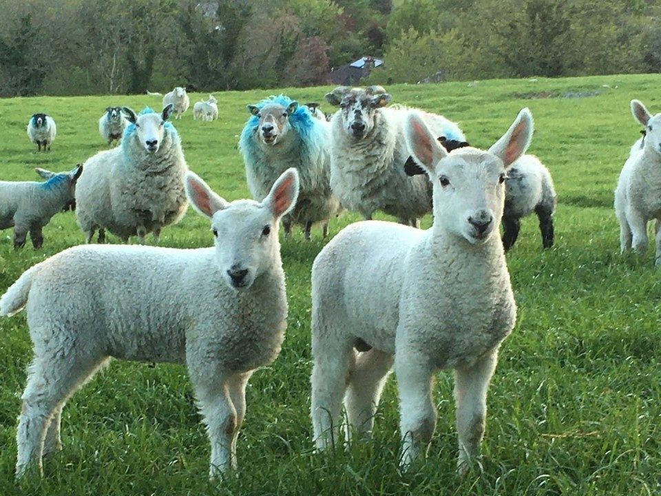 Prices top €392 at Cooley sheep breeders' sales