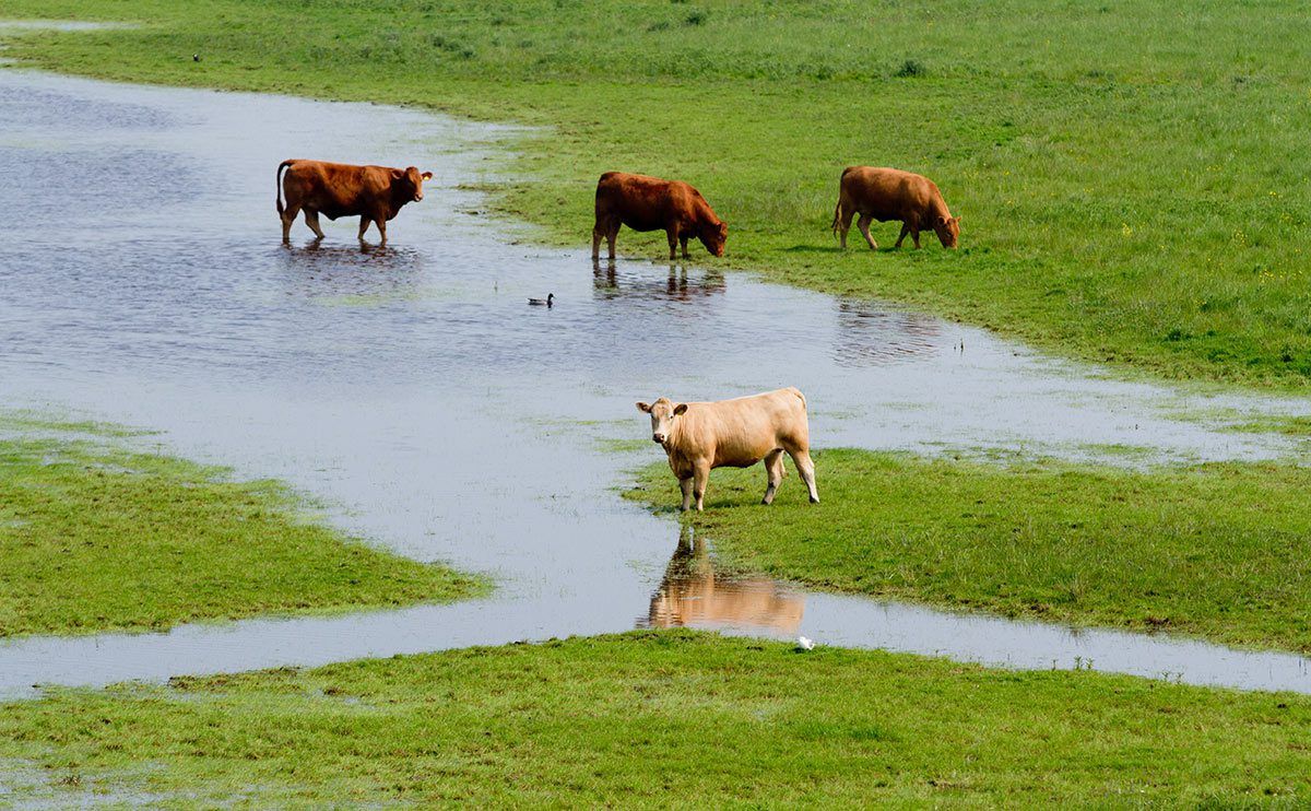 Flood-hit farmers to receive departmental assistance to dispose of fallen animals