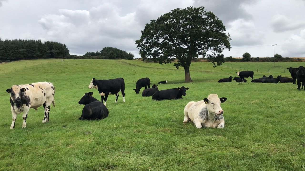 Factory quotes: Cattle price holding firm this week
