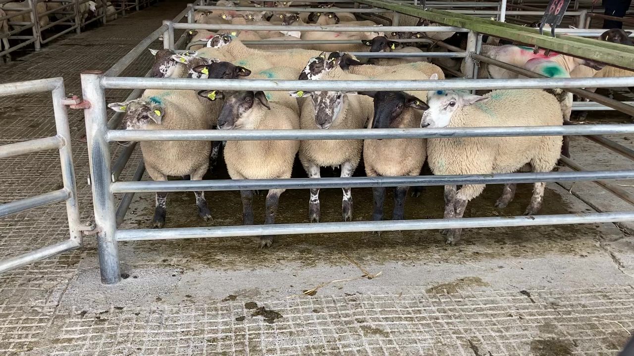 Sheep trade: Tight supplies making it difficult for factories to pull prices