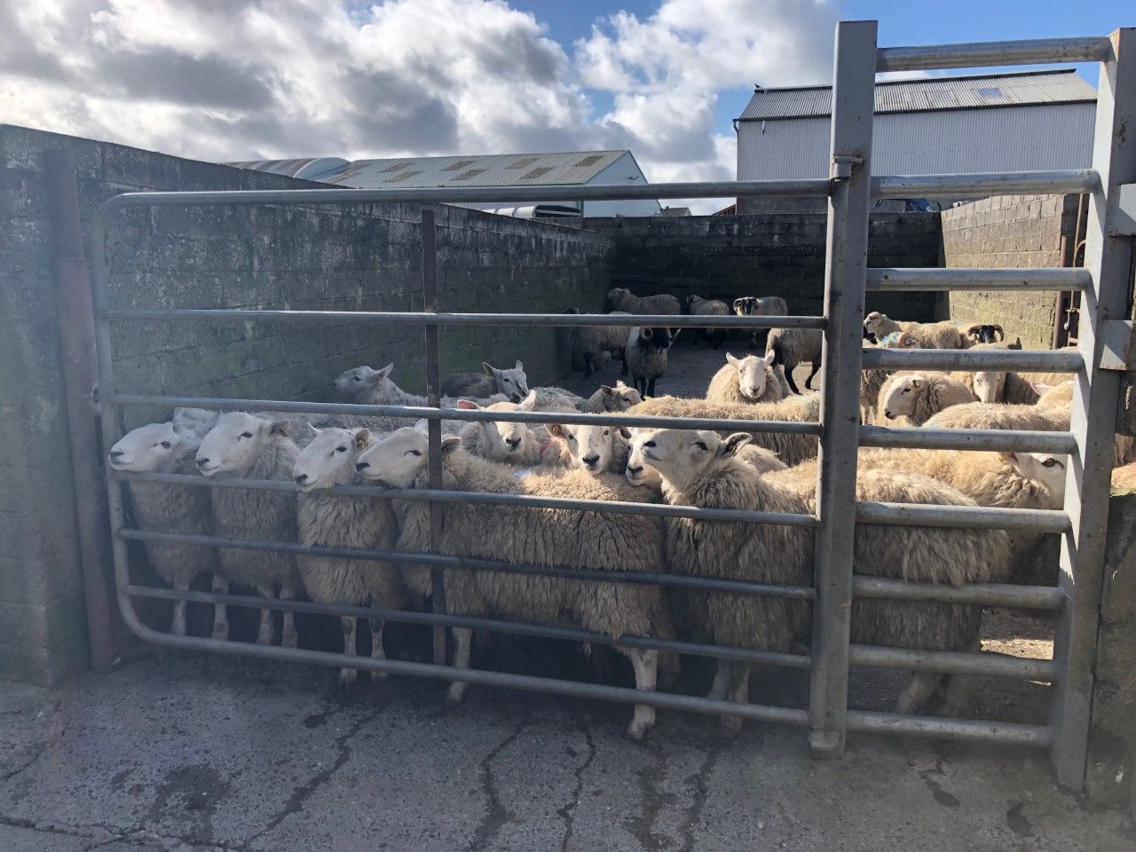 Covid-19 affecting sheep prices massively in New Zealand