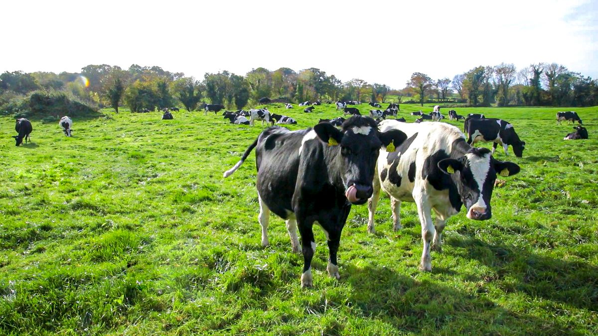 Breeding season: Setting targets for your herd