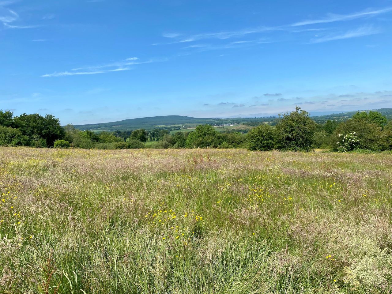 55ac with 'good road frontage' for sale at Timahoe, Co. Laois