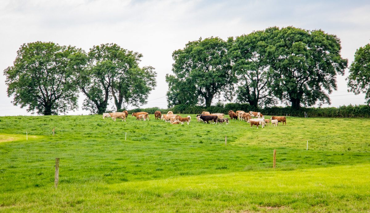 PGI application for 'Irish Grass Fed Beef' to open to opposition in autumn