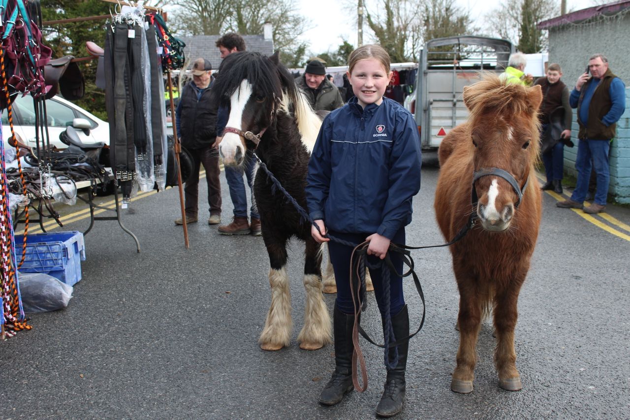 Tradition of annual horse fair alive and kicking in Newmarket