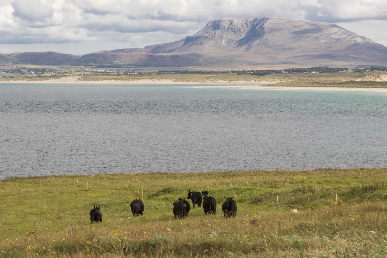 Cattle return to Inis Bó Finne for the first time in over 25 years