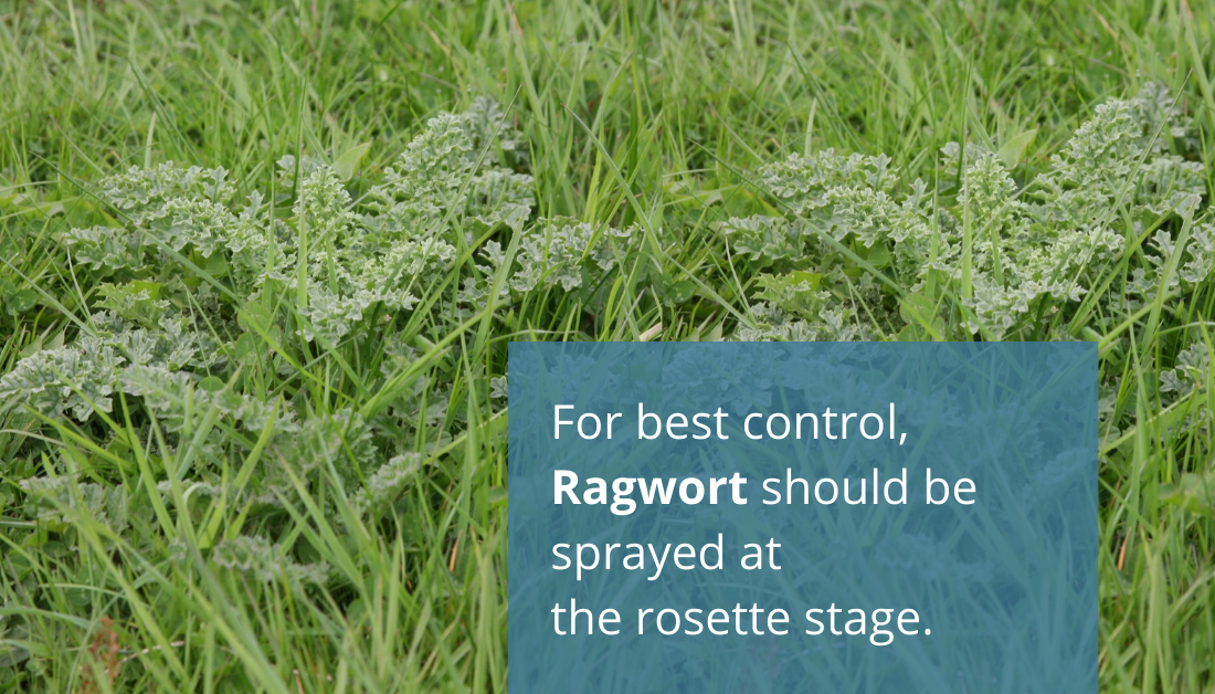 For best control, Ragwort should be sprayed at the rosette stage