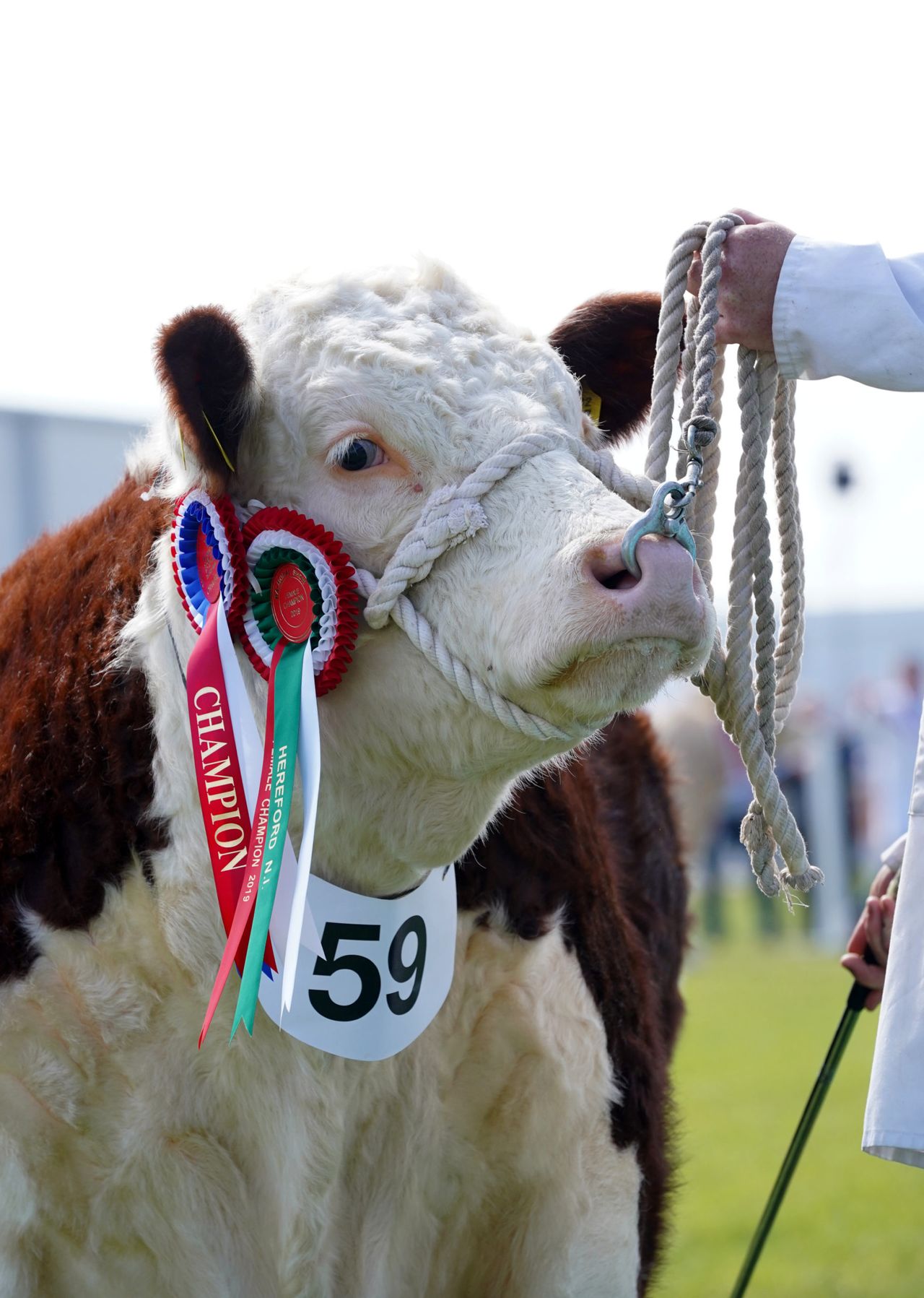 Livestock judges announced for 2021 Balmoral Show