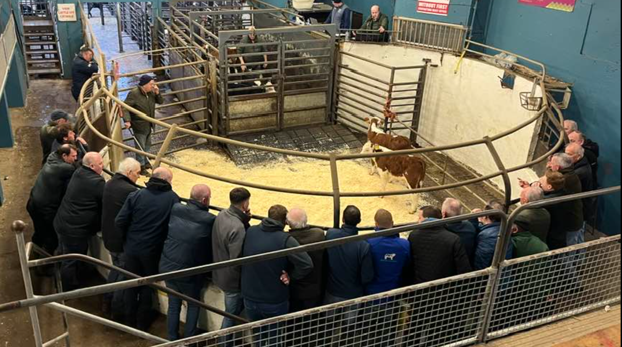 Castleisland Mart implements changes to streamline calf sales