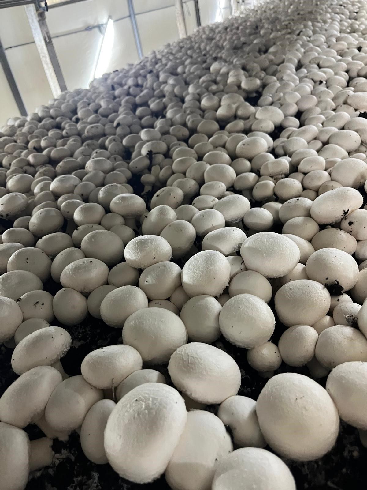 Tiernaneill Mushrooms undertakes major peat replacement project