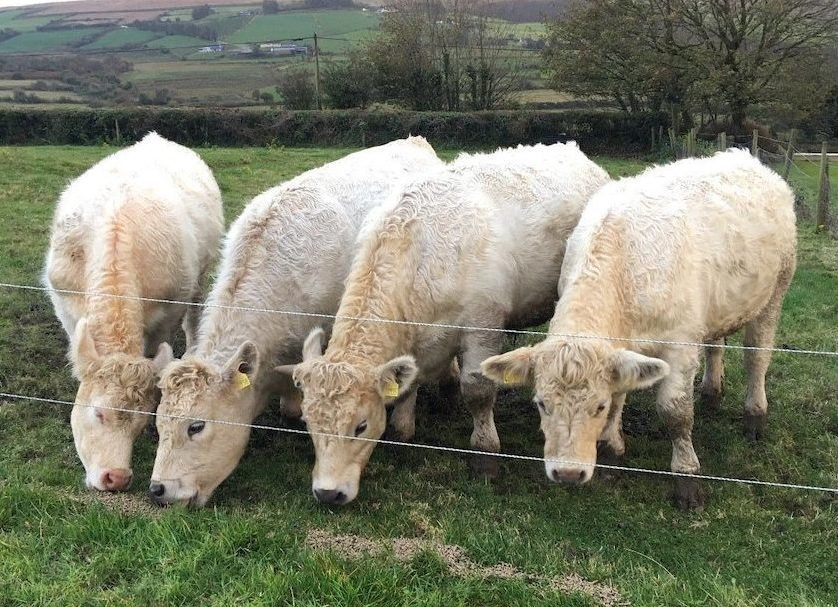 Famous Kerry quad calves sold at Gortatlea Mart last night