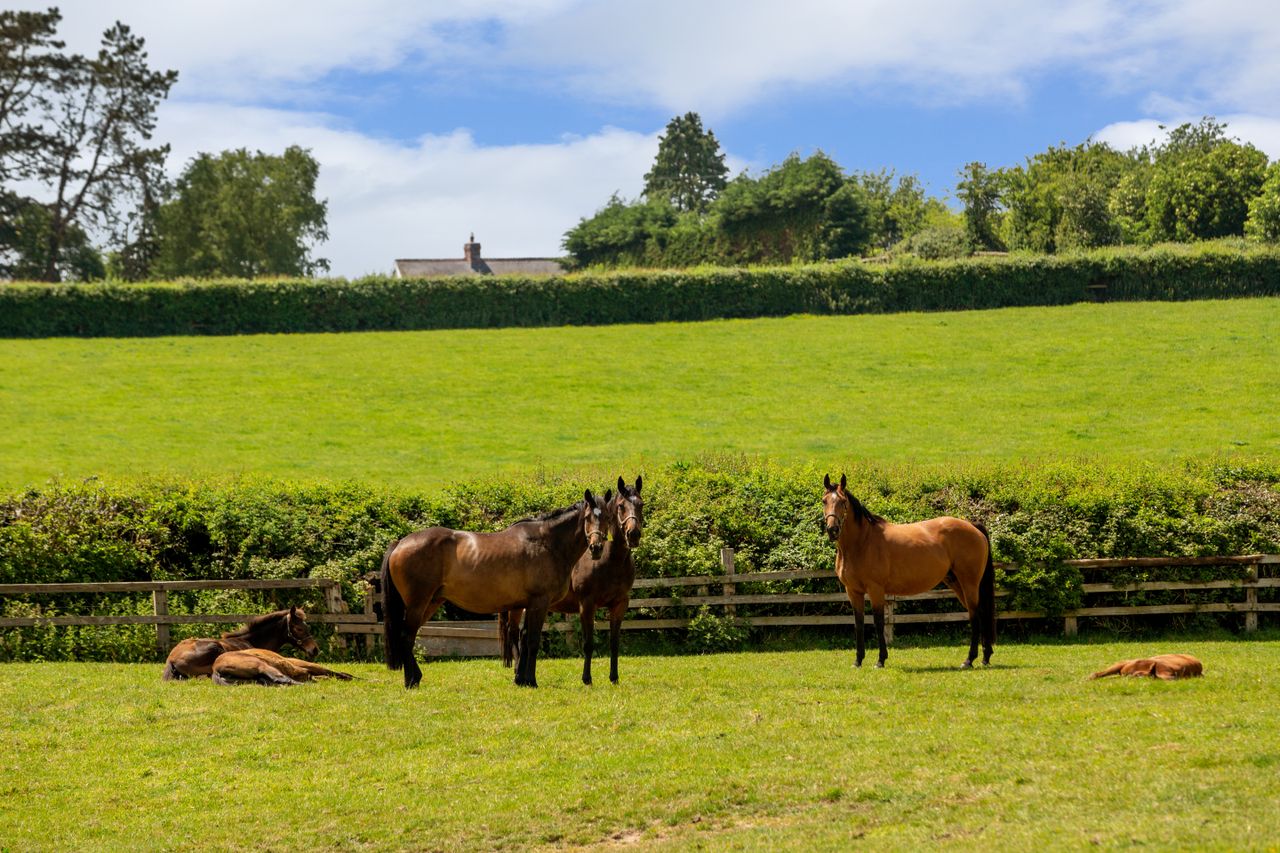 Video: 'Trophy property' on the market as well-known bloodstock breeder retires