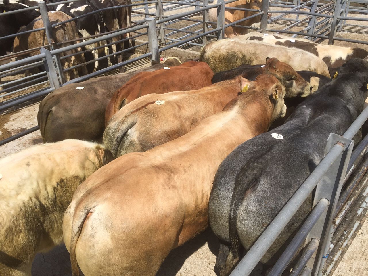 Supreme Court of India suspends ban on sale of cattle for slaughter