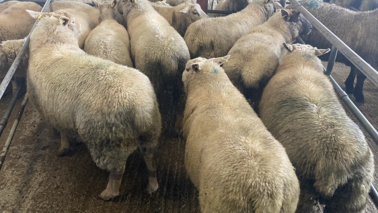 Heavy spring lambs hit €197/head at Carnew Mart