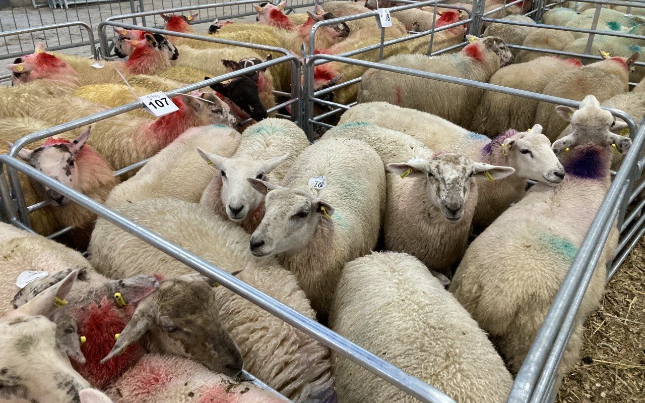 Lamb prices of €6.50/kg 'a lot easier to negotiate' - IFA