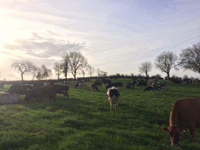 Grass advice: Cleaning final heavy covers and keeping your cows healthy