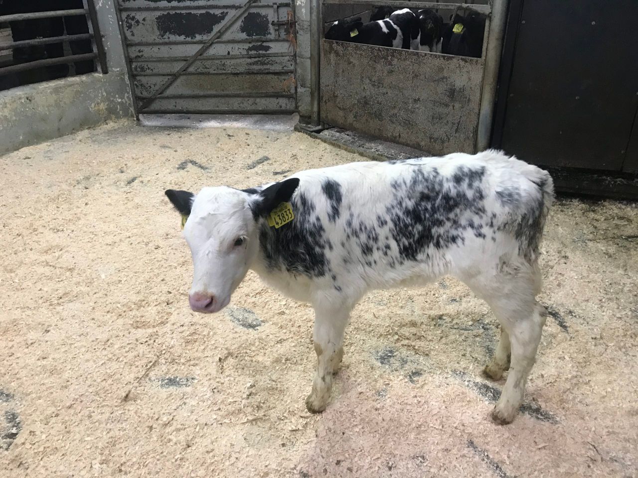 Pics and prices: Ballyjamesduff Mart's calf sale