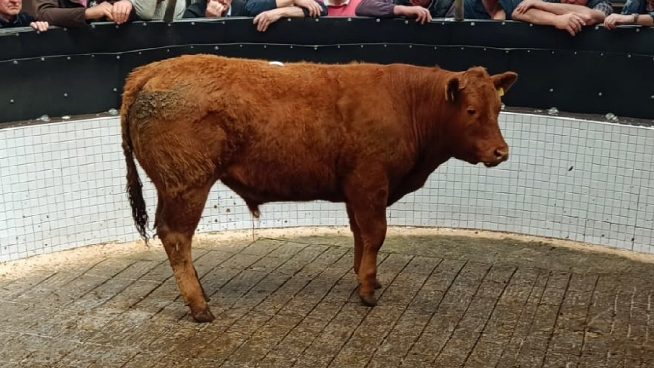 Store bullock prices up 20c/kg on last year at Ballinrobe Mart