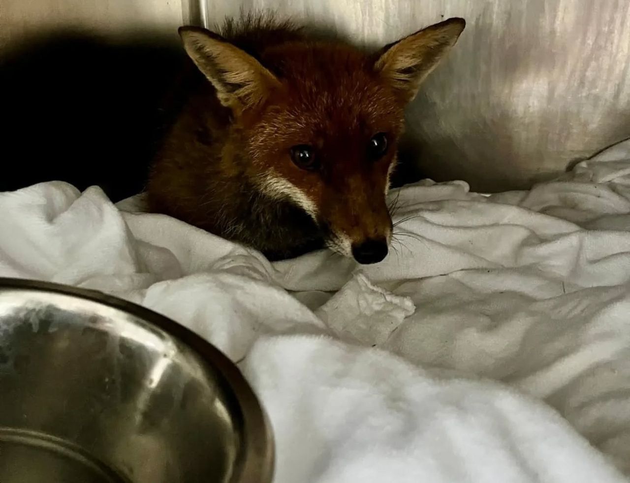 Three foxes rescued from slurry pit in Co. Cork
