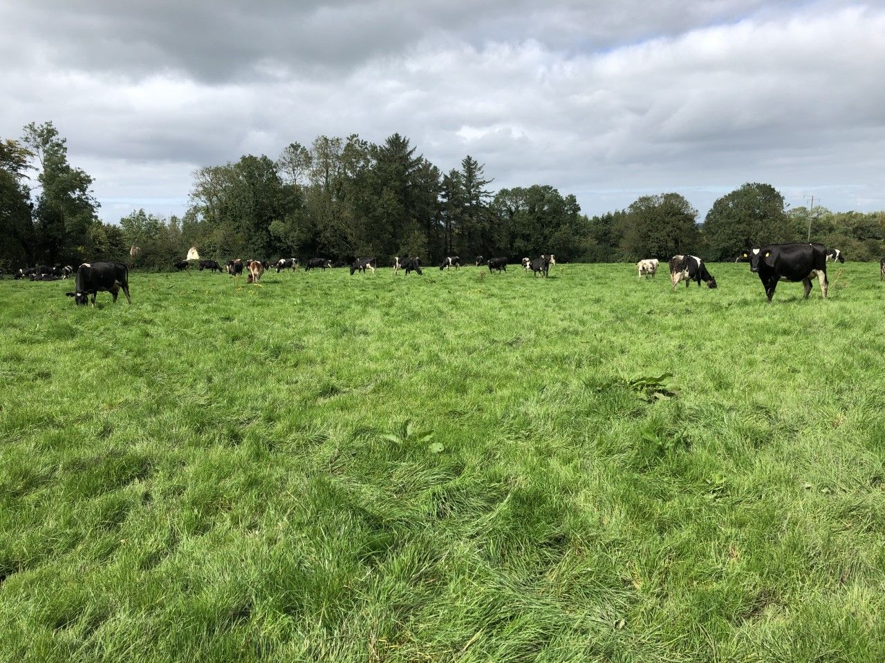 Grass advice: Options for reducing grass demand on farms