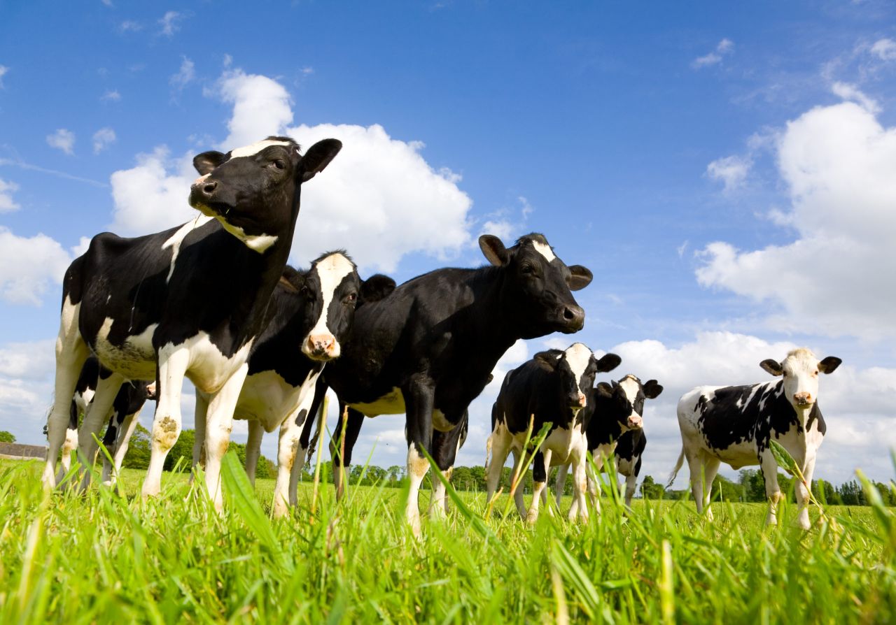 Opinion: Paul Murphy and his ‘cheap shots’ at Irish farming