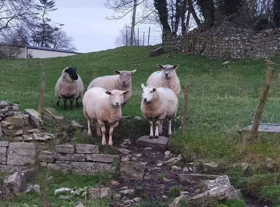 Donegal Gardaí remind dog owners of dangers to sheep