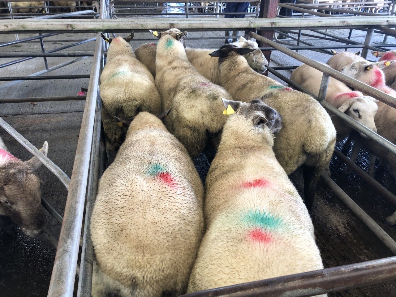 Prices: Strong trade sees lambs reach €130/head at Loughrea