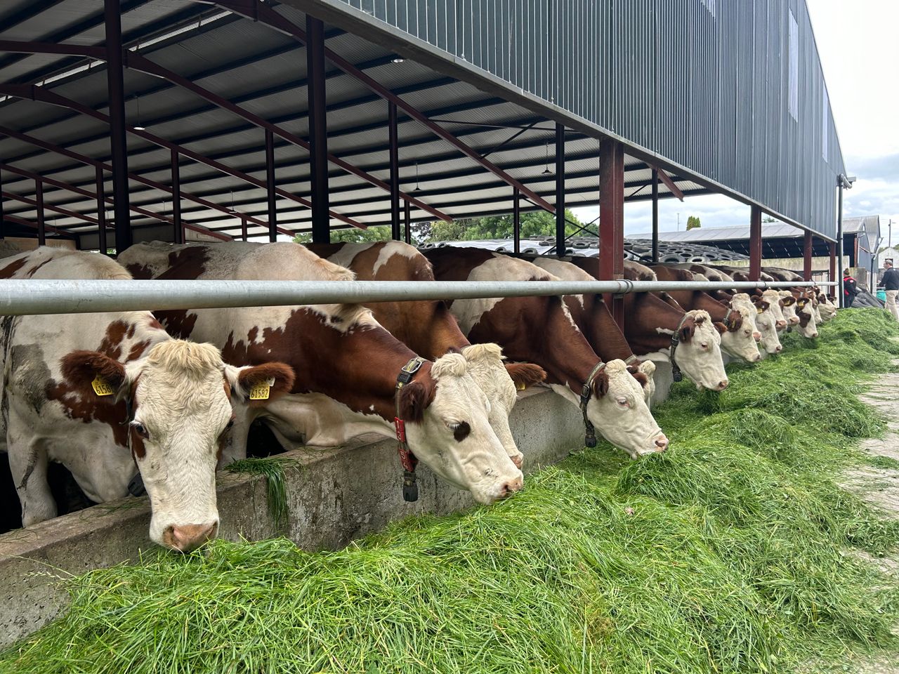 Dairy Throwback: ‘Dual purpose’ Montbeliarde cow proves its worth