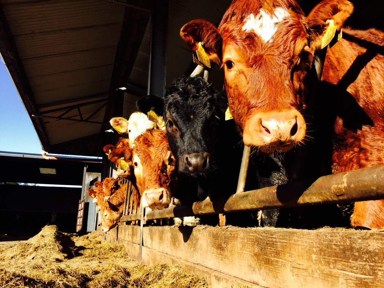 UK cattle trade sees biggest fall since Christmas
