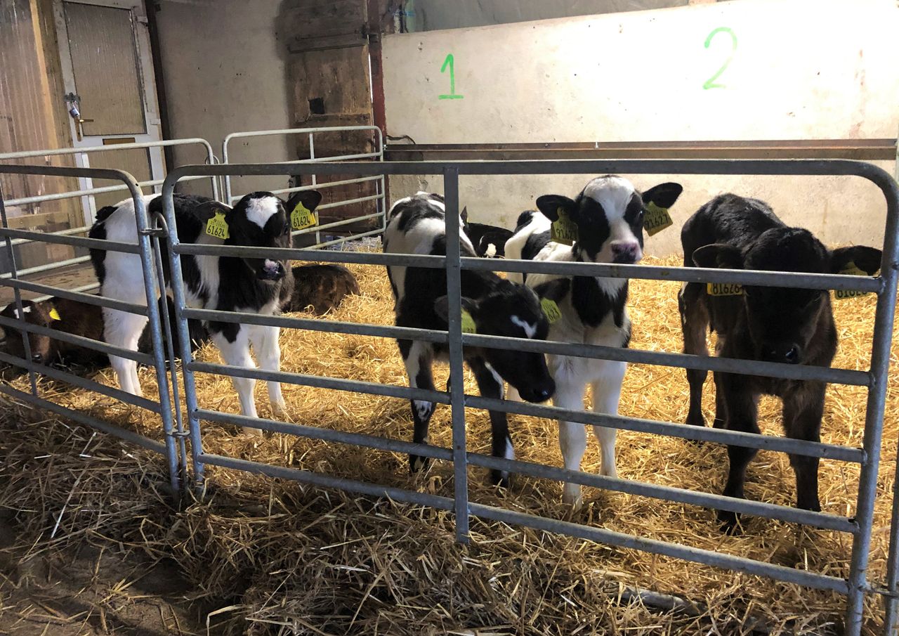 Dairy advice: Ensuring a successful disbudding of calves