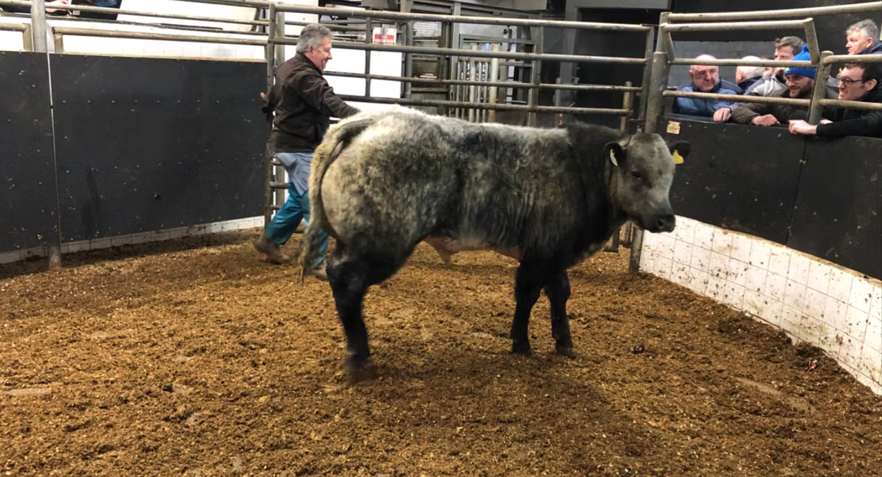 Number of calves vs suckler-bred weanlings sold at marts revealed