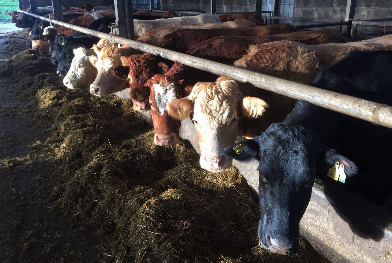 How important is the nutrition of suckler cows in late pregnancy?