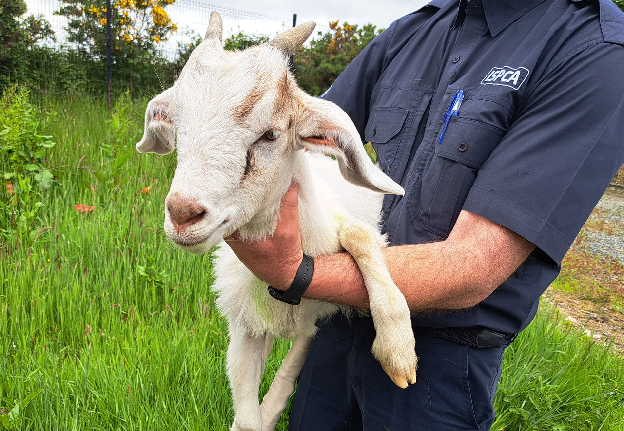 Kid goat rescued by ISPCA after climbing to top of a tower