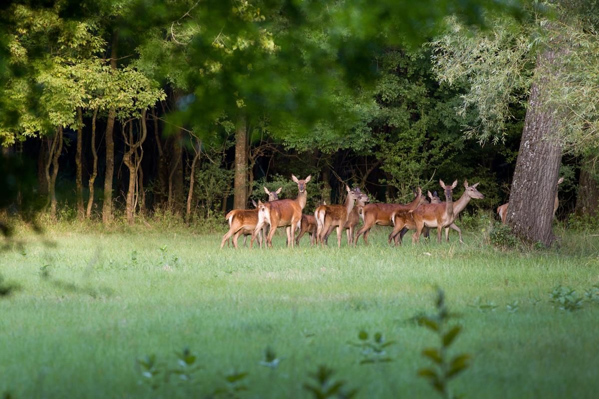 'Farmers should be allowed to shoot deer out of season'