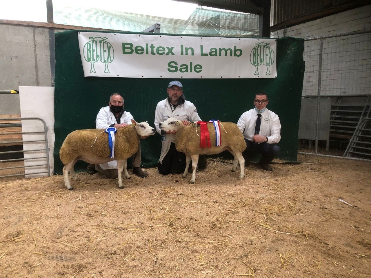 Prices top €2,000 at Belgian Beltex in-lamb show and sale